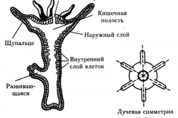 Mega ссылка на магазин